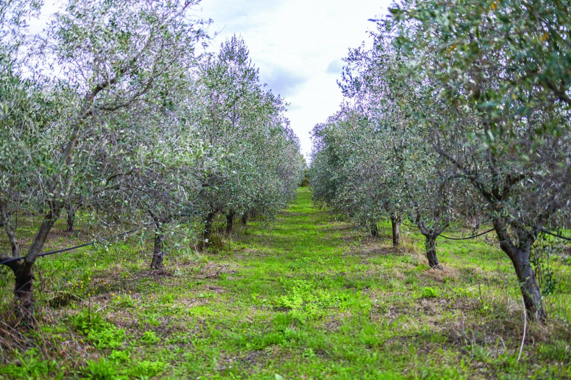 Agriturismo La Petrosa Ceraso ภายนอก รูปภาพ