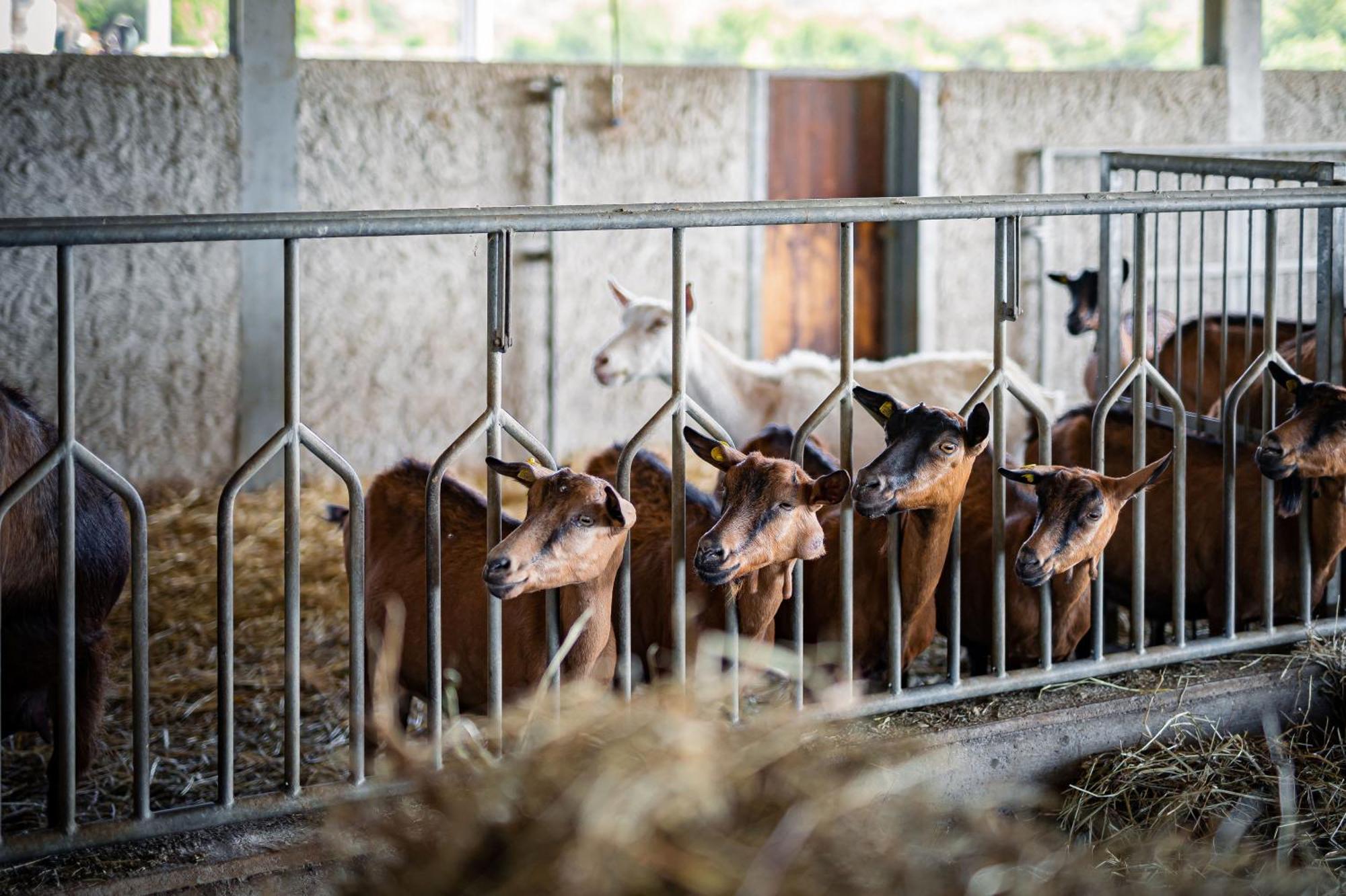 Agriturismo La Petrosa Ceraso ภายนอก รูปภาพ